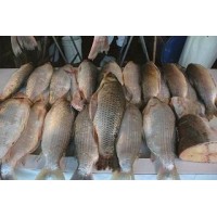 PESCADOR ARTESANAL