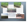 Asistencia tecnica en pastos clima calido