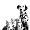 ANIMALS WORLD