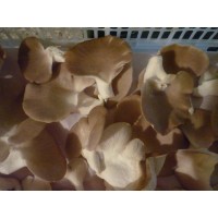 BIOSETAS Y ORGNICOS