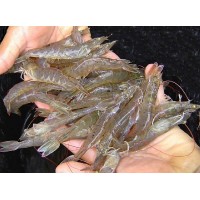 Camarones congelados (Frozen Shrimp)