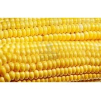 ELOTE ENTERO
