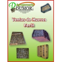 Huevos de Codorniz Fertil