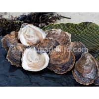 Ostra Especial