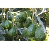PALTA HASS