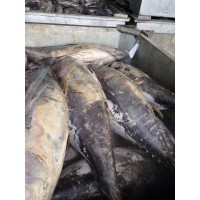 ATUN ALETA AMARILLA  (Thunnus Albacares)