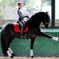 Caballos de raza
