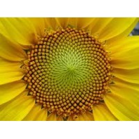 Aceite de girasol refinado