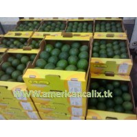 Avocado hass