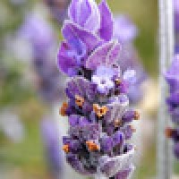 CONDIMENTOS ALIMENTARIOS: FLORES COMESTIBLES SECAS