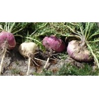 MACA