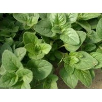Oregano
