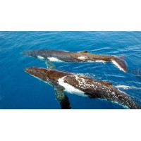 TEMPORADA BALLENAS JOROBADAS  Ecuador