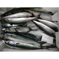 Pescados caballa atlntica y  Scomber Japonicus