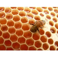 MIEL DE ABEJA