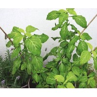 Salvia de los adivinos