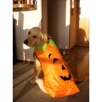 DISFRAZ DE CALABAZA