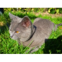 gato chartreux