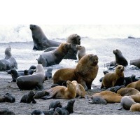 Pinguinos y Lobos a tu Espera