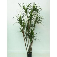 Palmera Dracaena