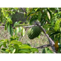 Extracto seco graviola Annona muricata polvo