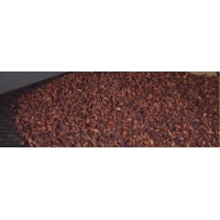 Cocoa Beans 