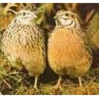CODORNICES POLLITAS ALTA POASTURA