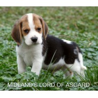 Cachorros Beagle de alta calidad