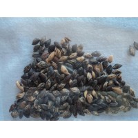 Pinus tecunumanii