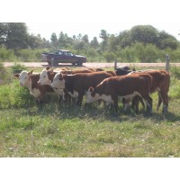 Terneros Braford Macho y Hembra