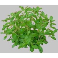 STEVIA